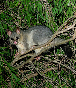 Brushtail Possum in the Weeping Myrtle Agonis flexuosa at the edge of South 5 site in winter 2014 at Grampians Paradise Camping and Caravan Parkland